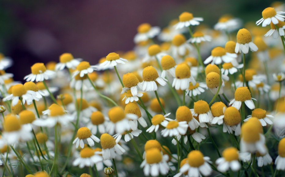 Keep Calm with Chamomile