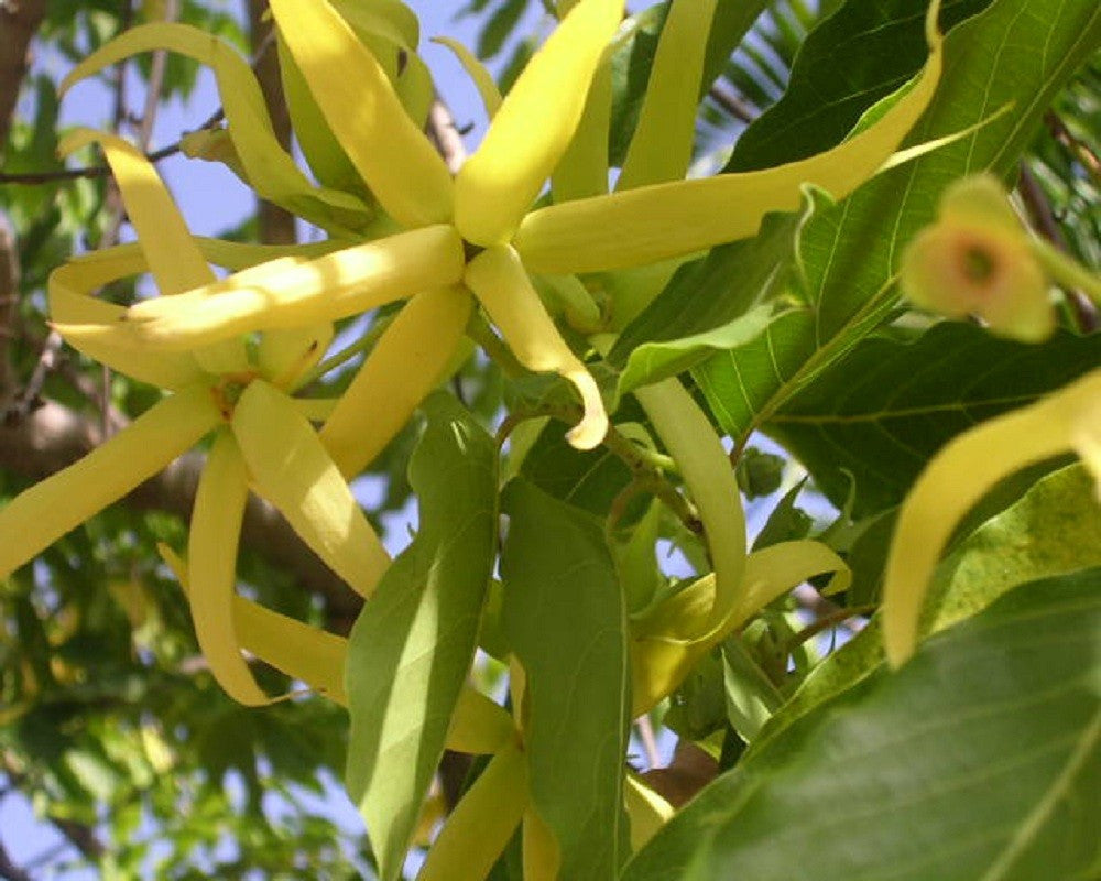 Ylang-Ylang: Weird Words, Big Benefits